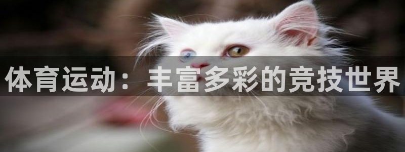 杏悦3代理：体育运动：丰富多彩的竞技世界