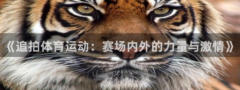杏悦平台注册入口：《追拍体育运动：赛场内外的力量与激情》