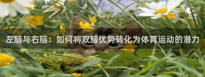 杏悦官网：左脑与右脑：如何将双脑优势转化为体育运动的潜力